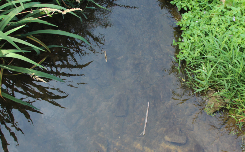 two pooh sticks floating on a stream emerging from under a bridge