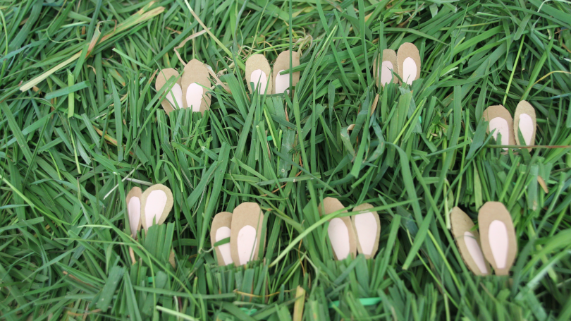 sixteen bunny ears showing as eight bunnies hide in the grass to practise division 16 divided by 2=8