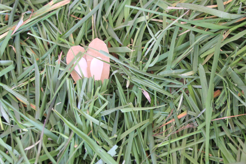 two bunny ears showing as one bunny hides in the grass to practise division 2 divided by 2=1