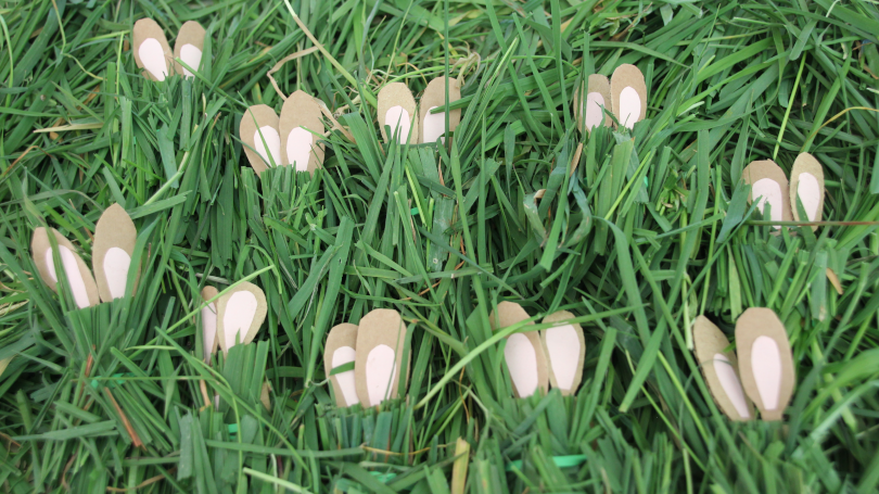 twenty bunny ears showing as ten bunnies hide in the grass to practise division 20 divided by 2=10