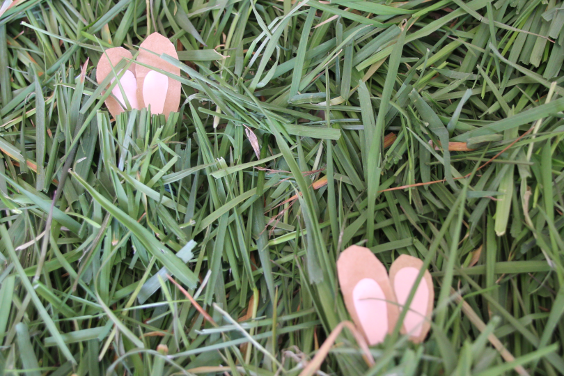 four bunny ears showing as two bunnies hide in the grass to practise division 4 divided by 2=2