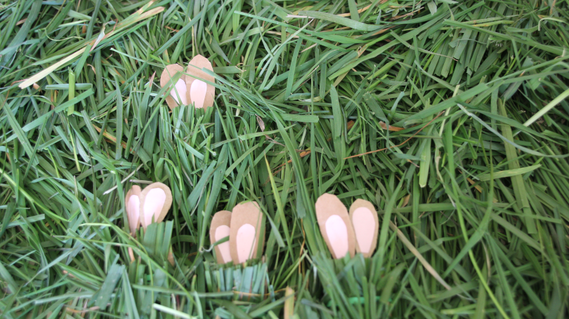 eight bunny ears showing as four bunnies hide in the grass to practise division 8 divided by 2=4